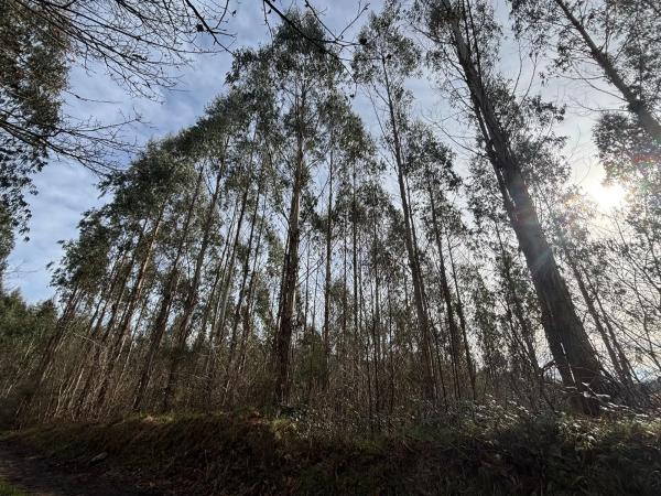 Terreno en camino Sen Nome s/n