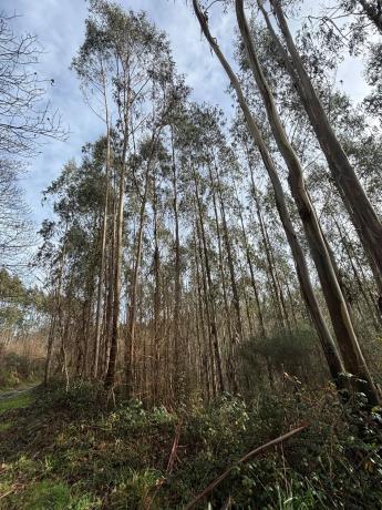 Terreno en camino Sen Nome s/n