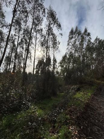 Terreno en camino Sen Nome s/n