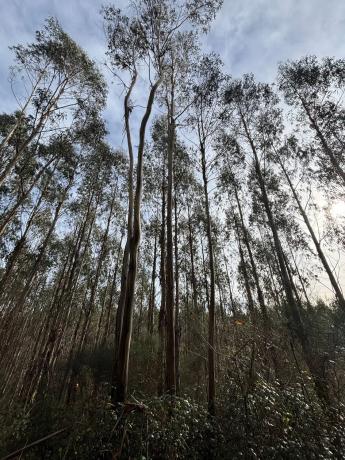 Terreno en camino Sen Nome s/n