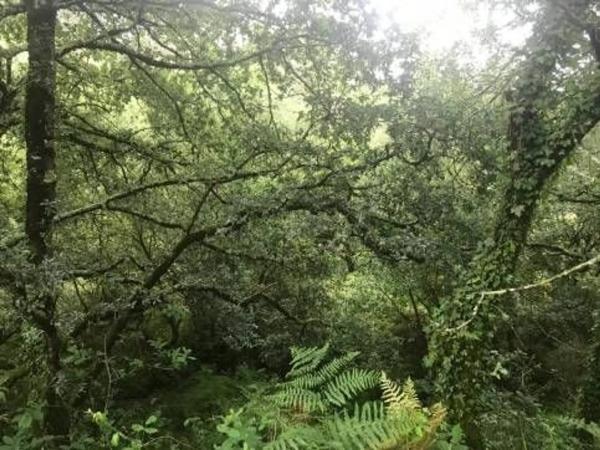 Terreno en camino Sen Nome