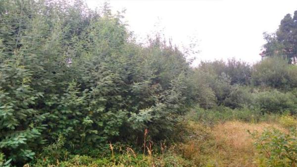 Terreno en calle do Xeixo s/n None