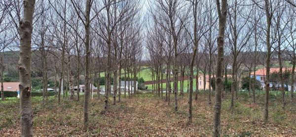 Terreno en Lugar Calvario, 2