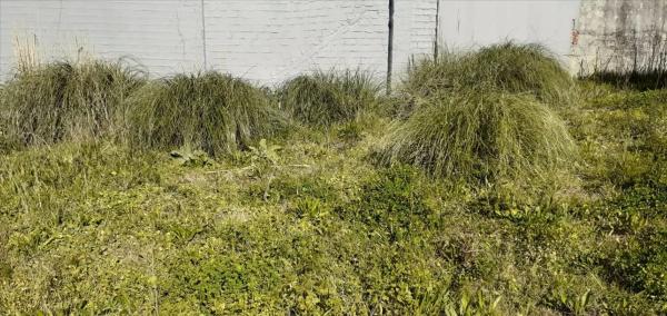 Terreno en avenida Pastoriza, 38