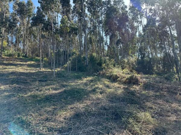 Terreno en camino do Foxo, 11