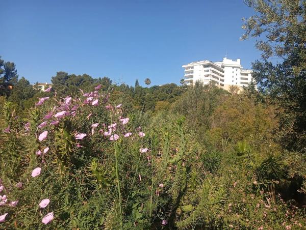Terreno en calle las Palomas, 11