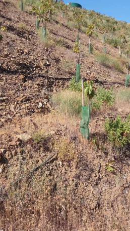 Terreno en calle Almendrillo