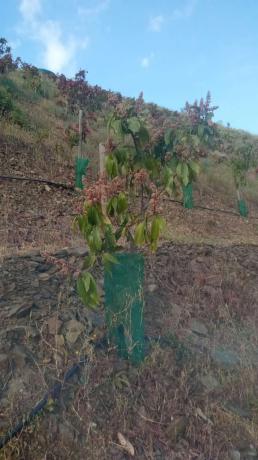Terreno en calle Almendrillo