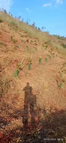 Terreno en calle Almendrillo