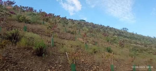 Terreno en calle Almendrillo