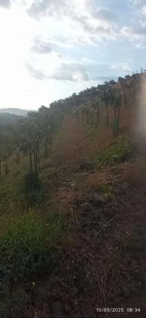 Terreno en calle Almendrillo