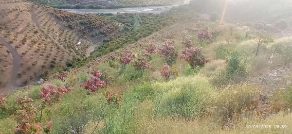 Terreno en calle Almendrillo