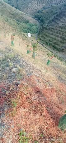 Terreno en calle Almendrillo