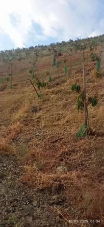 Terreno en calle Almendrillo