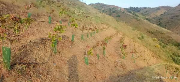Terreno en calle Almendrillo