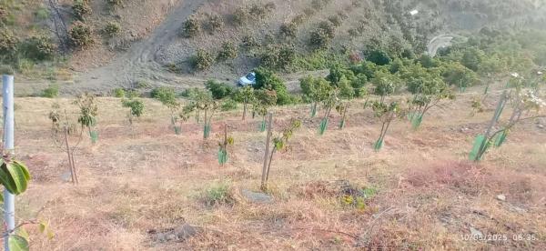 Terreno en calle Almendrillo