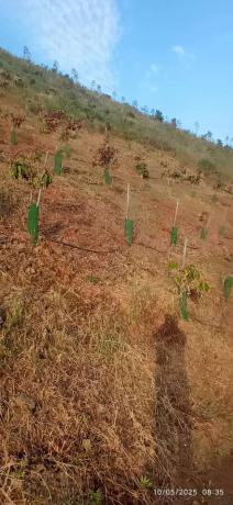 Terreno en calle Almendrillo
