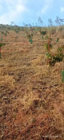 Terreno en calle Almendrillo