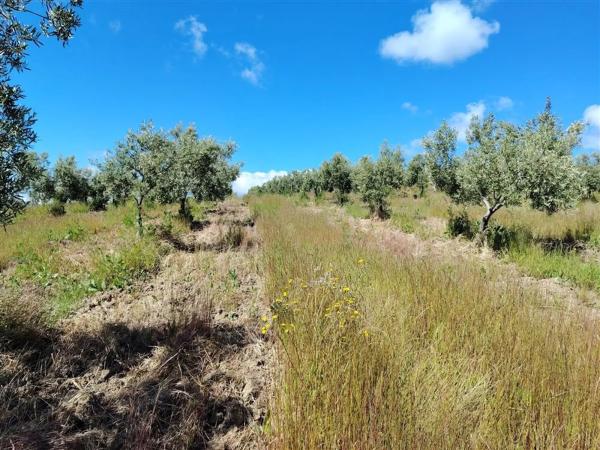 Terreno en carril de la Resinera, 60