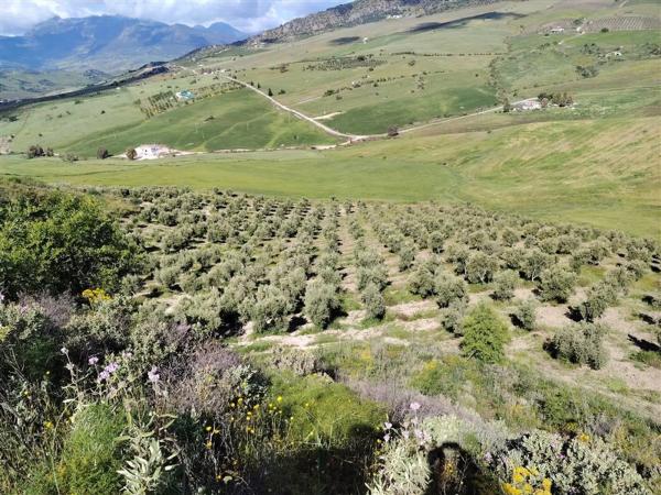 Terreno en carril de la Resinera, 60