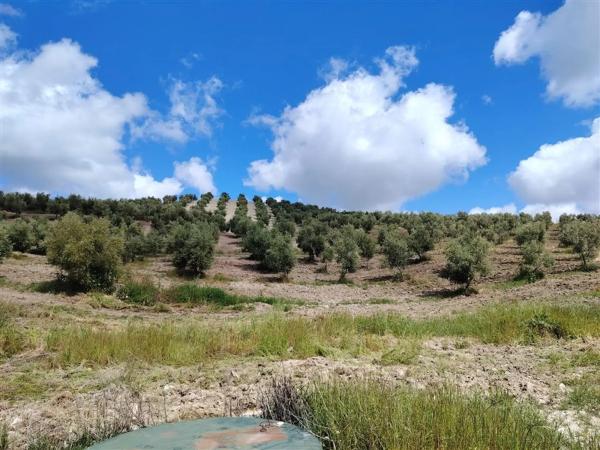 Terreno en carril de la Resinera, 60