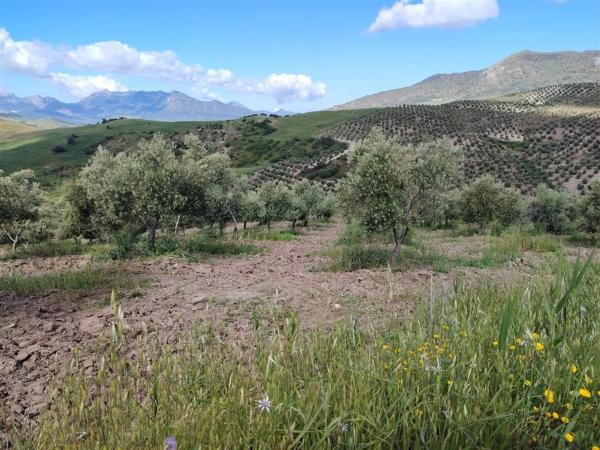 Terreno en carril de la Resinera, 60