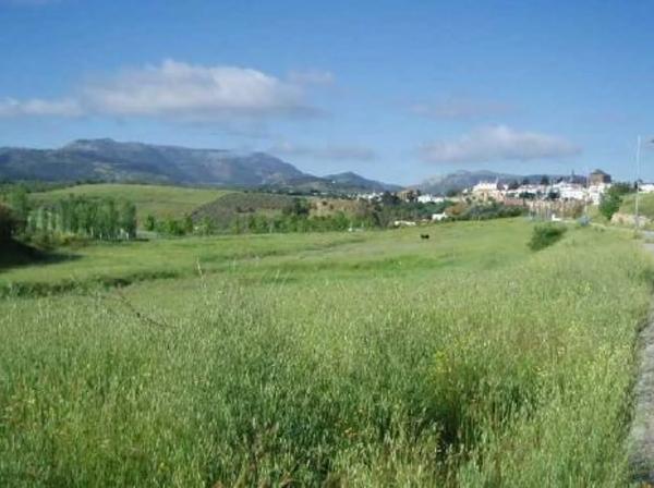 Terreno en camino Ancho