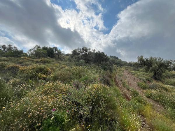 Terreno en El Terral, 247