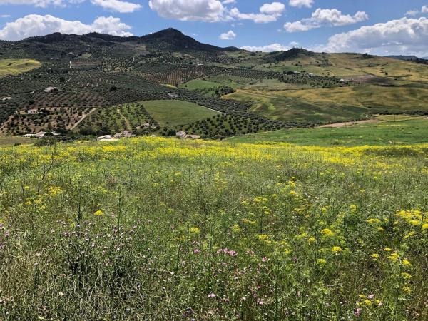 Terreno en Poligono 19 Parcela 111 s/n