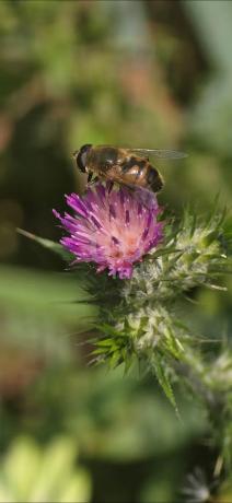 Terreno en Cañete la Real
