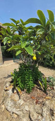 Terreno en Cañete la Real