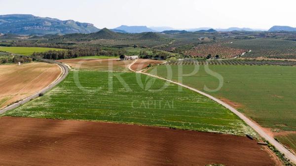 Terreno en la zona de Antequera (regadío)