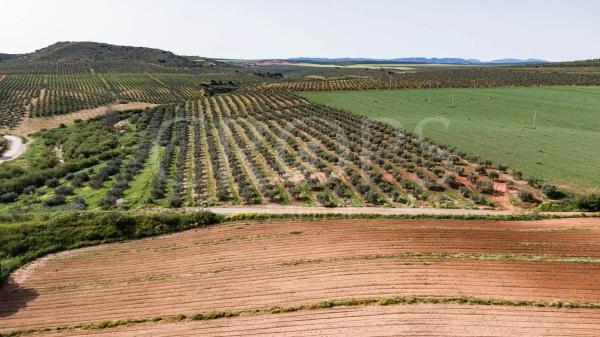 Terreno en la zona de Antequera (regadío)