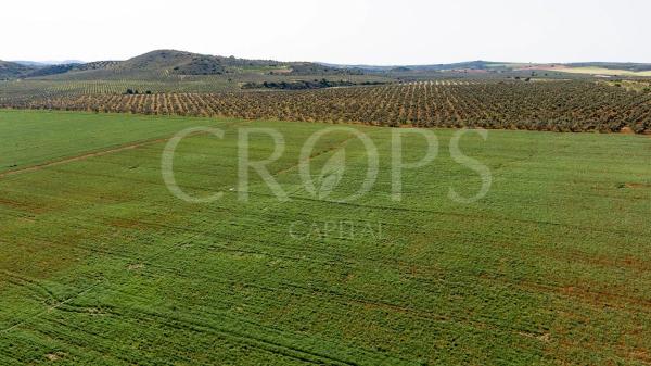 Terreno en la zona de Antequera (regadío)