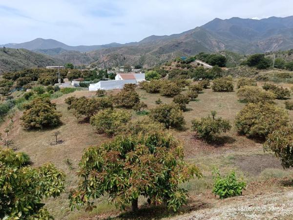 Terreno en disiminado, 1