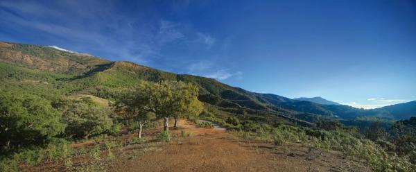 Terreno en La Zagaleta