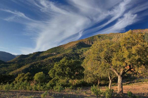 Terreno en La Zagaleta