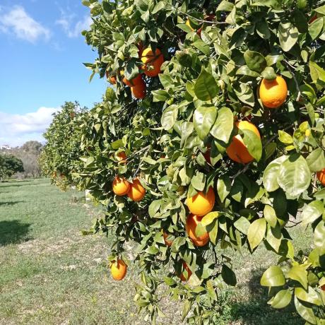 Terreno en camino quilin, 50
