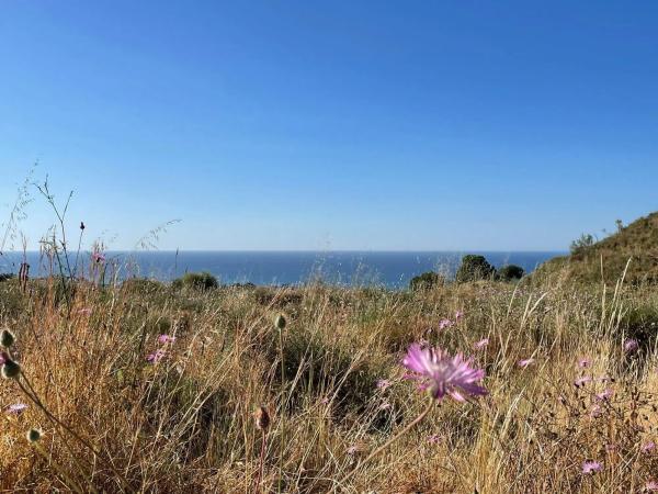 Terreno en calle Reyezuelo