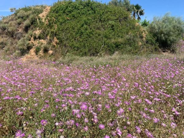 Terreno en Camino Viejo de Málaga