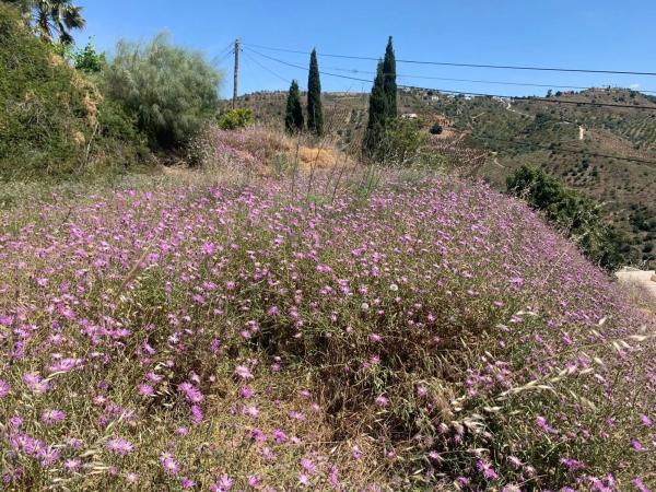 Terreno en Camino Viejo de Málaga