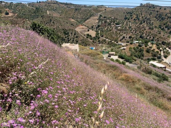 Terreno en Camino Viejo de Málaga