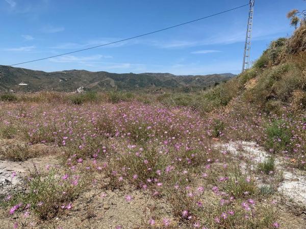 Terreno en Camino Viejo de Málaga