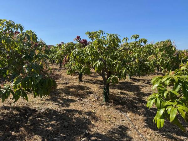 Terreno en parcela 357 s/n