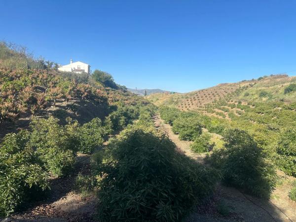 Terreno en Benamocarra, 8