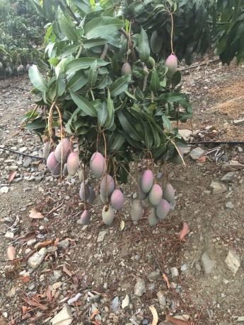 Terreno en Benamocarra, 8