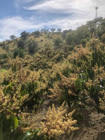 Terreno en Benamocarra, 8