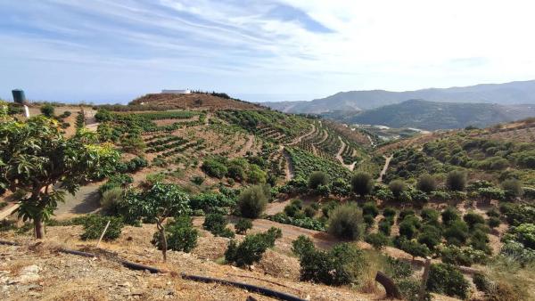 Terreno en Diseminado Cajiz Rural 181 poligono 35