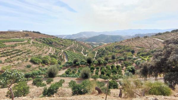 Terreno en Diseminado Cajiz Rural 181 poligono 35