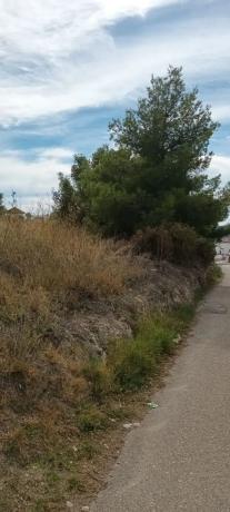 Terreno en camino de Frigiliana